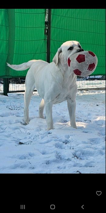 Вязка  Лабродор ретривер