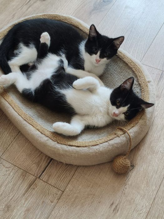 Dwa kocurki do adopcji