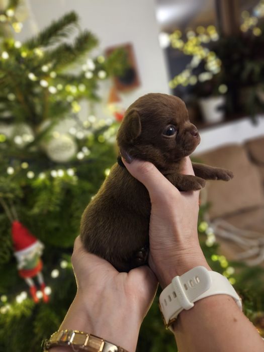 Chihuahua czekoladowy chłopiec