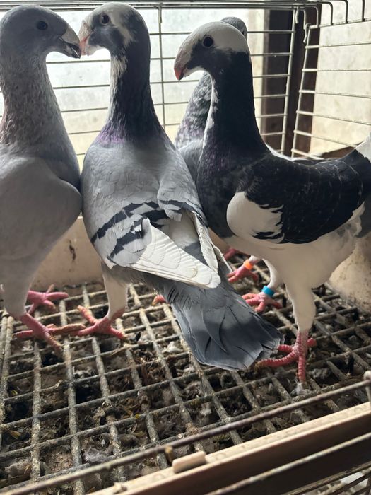 Gołębie niemieckie wystawowe- sprzedam