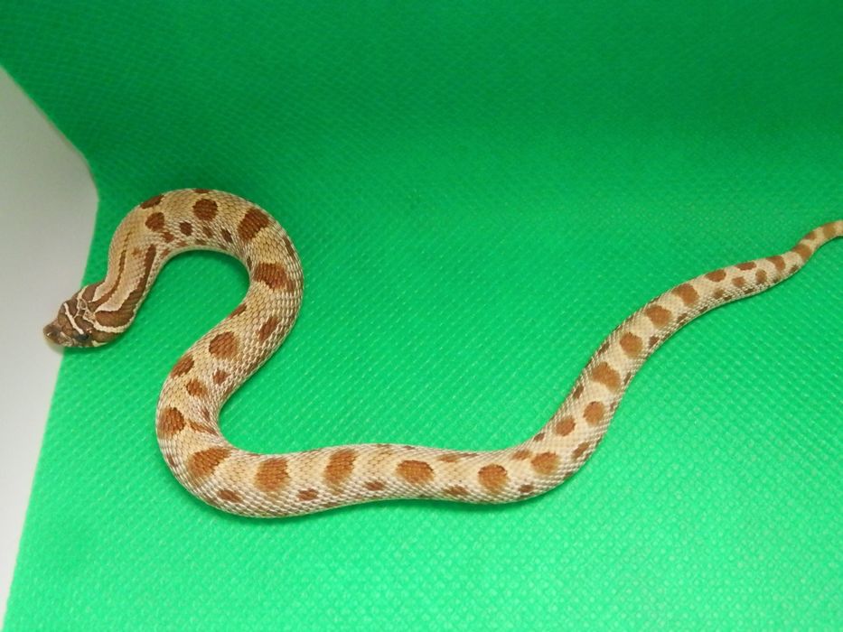 Heterodon zachodni   do końca lutego -20%