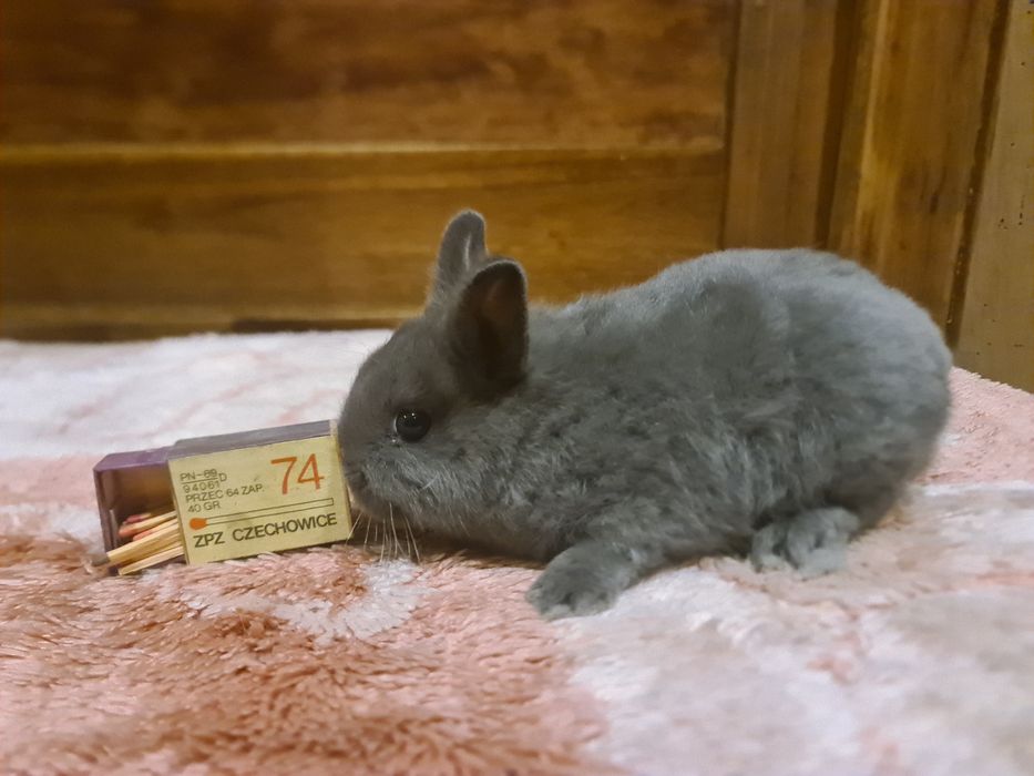 Króliki karzełeki