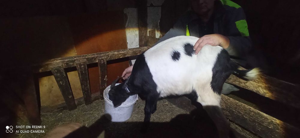 Sprzedam koze anglonubijską