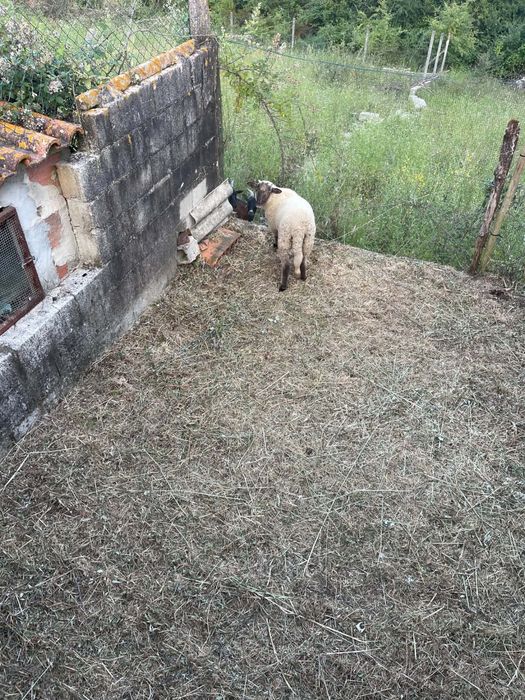 Cabras e Borrego- Mudar de pasto