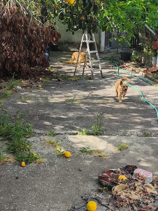 Para adoção responsável e amor por animais