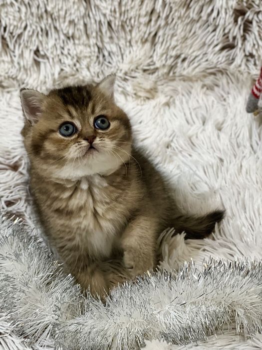 Шотландське кошеня з документами