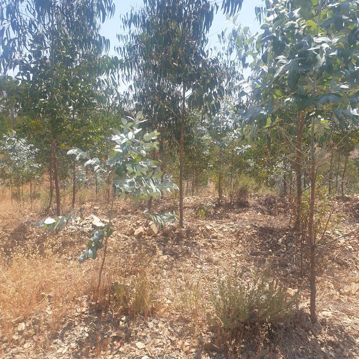 6 terrenos florestais para investimento- aprox 20000m2