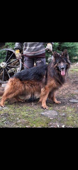 Owcxarek niemiecki długowłosy  szczenie rezerwacja