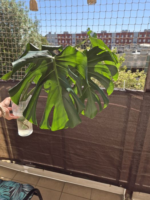 Monstera Deliciosa Sadzonka
