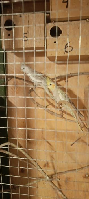 Sprzedam papugi nimfy