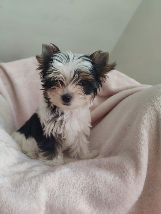 EMI piękna suczka Yorkshire terrier Biewer