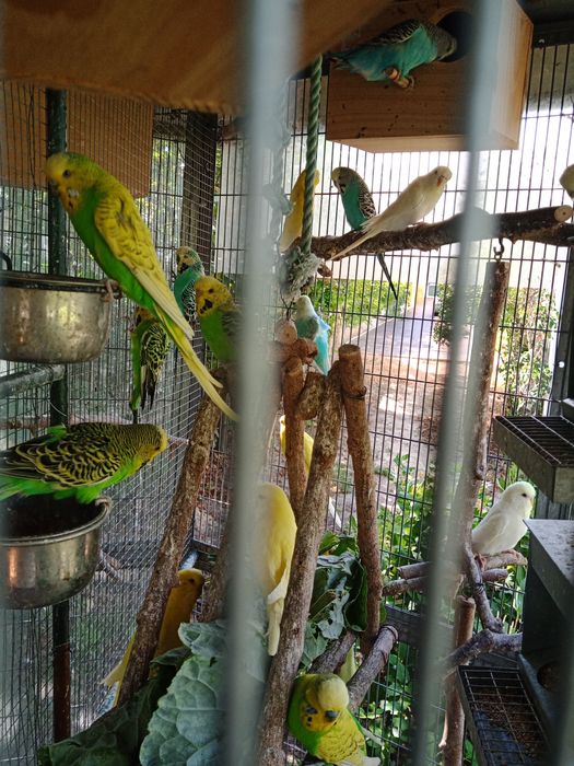 Vendo periquitos