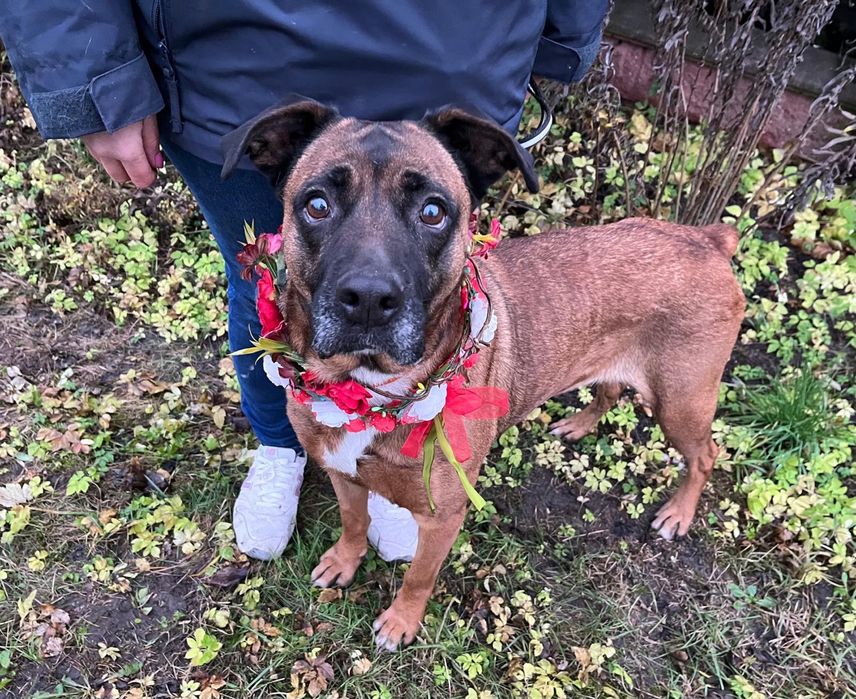 Puma w typie boksera pilnie szuka domu