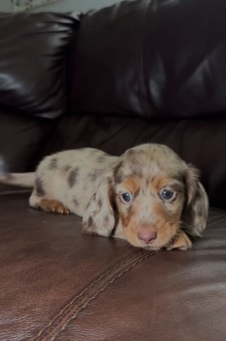 Продається дуже гарне та доглянуте цуценя такса.