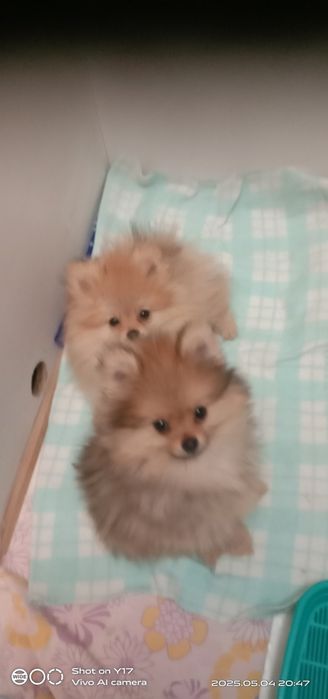 Хлопчик і дівчинка Померанський шпіц