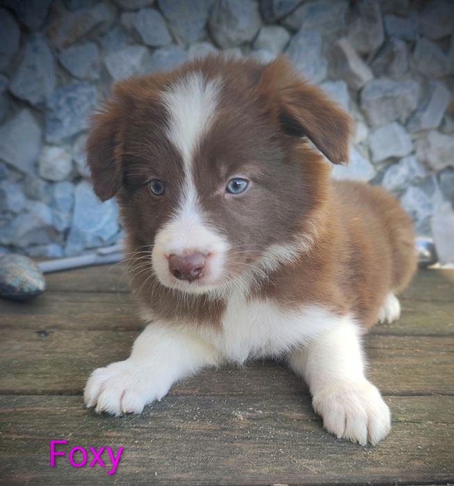 Border collie suczka czekoladowo biała przebadani rodzice