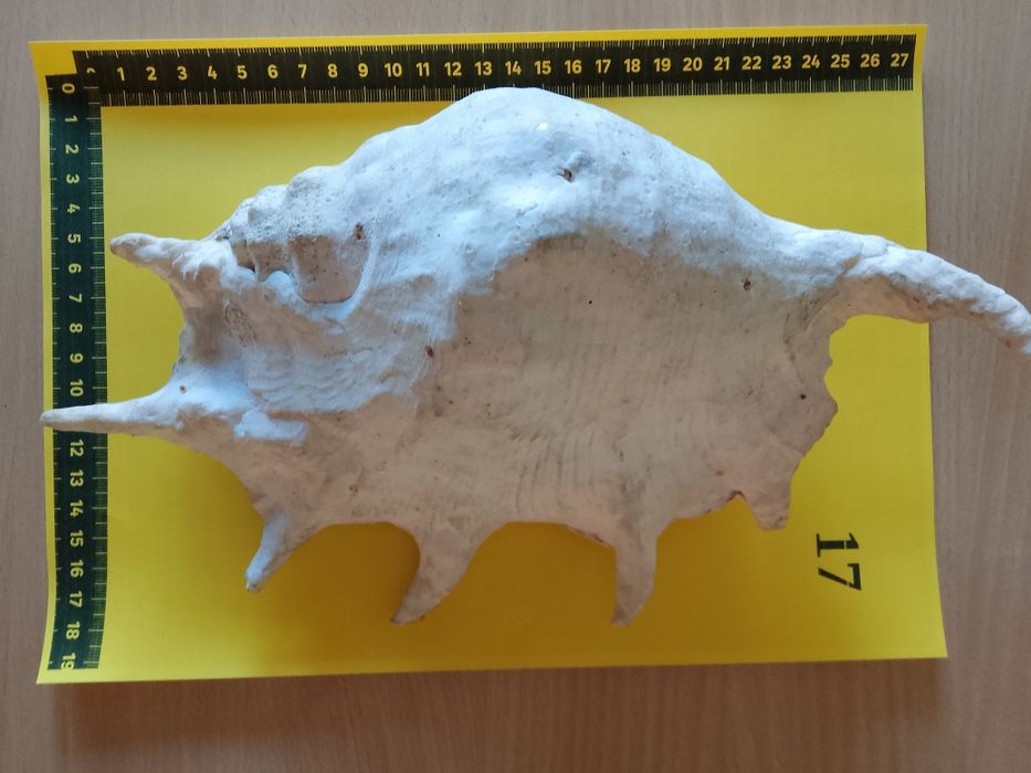 Muszla morska 30 cm