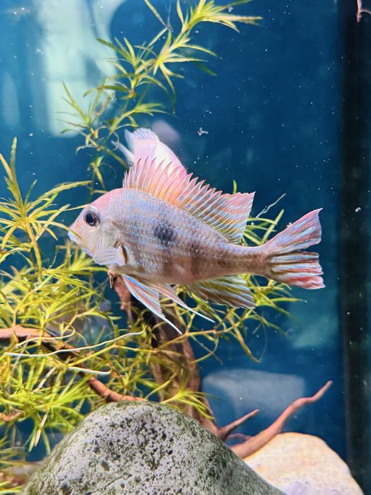 Geophagus red head tapajos