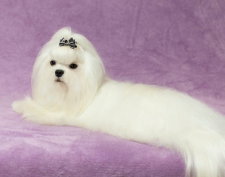 Чудесный Мальчик мальтезе