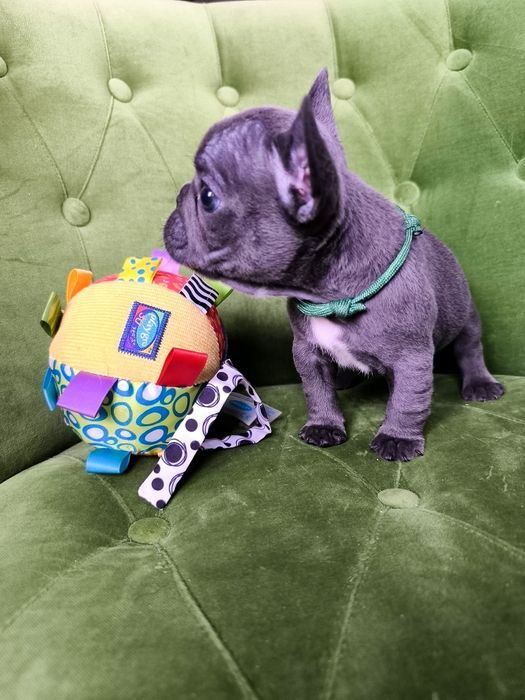 Buldog francuski szczeniak suczka niebieska blue