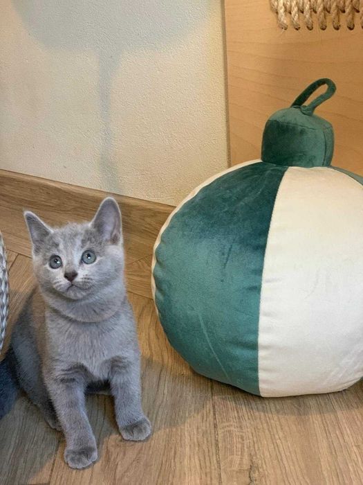 Kotka Rosyjska, Blue Matreshka*PL, WCF, ( mozliwa opcja hodowlana )