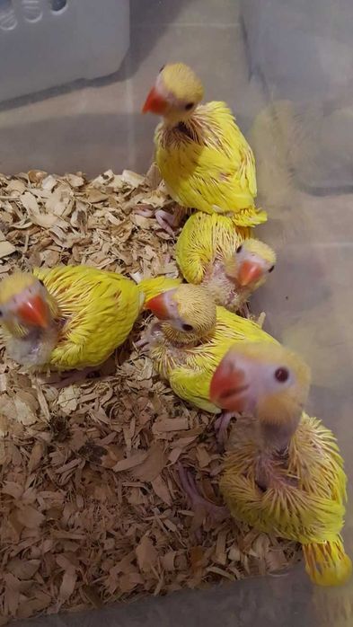 Vendo roseicolis bebés