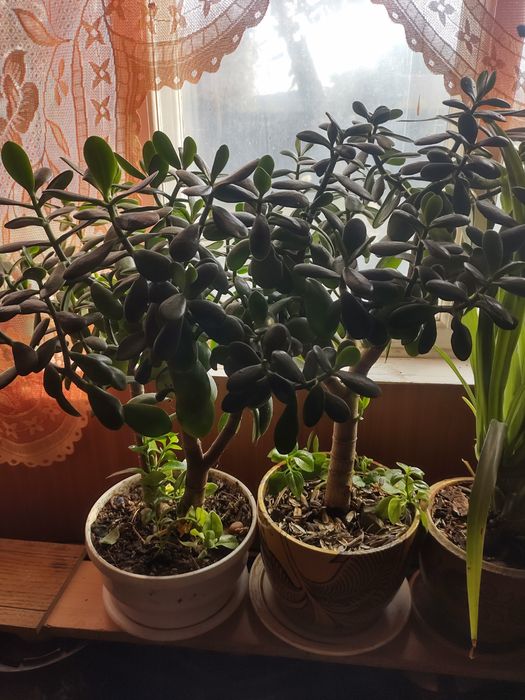 Цветы денежное дерево, тещин язык  все что на фото в пррдаже