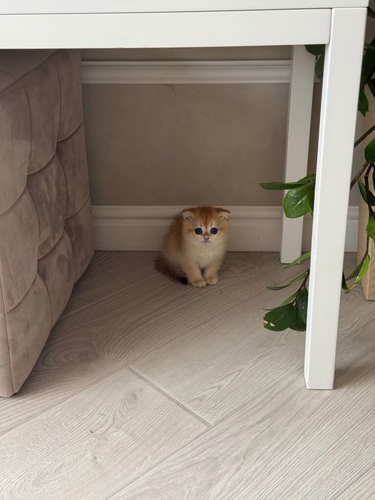 Кошка золотой шиншилла 3 месяца