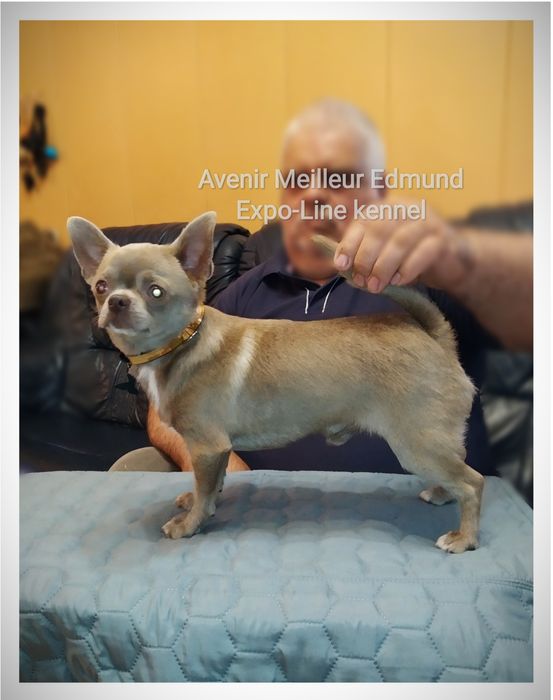 Вязка лиловый Чихуахуа, КСУ, плем-сертификат, стандарт