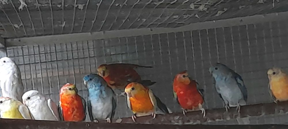 Red  Rumped  2026