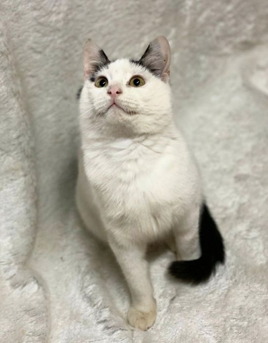 Отдам даром в добрые руки зеленоглазую бело-черную кошечку