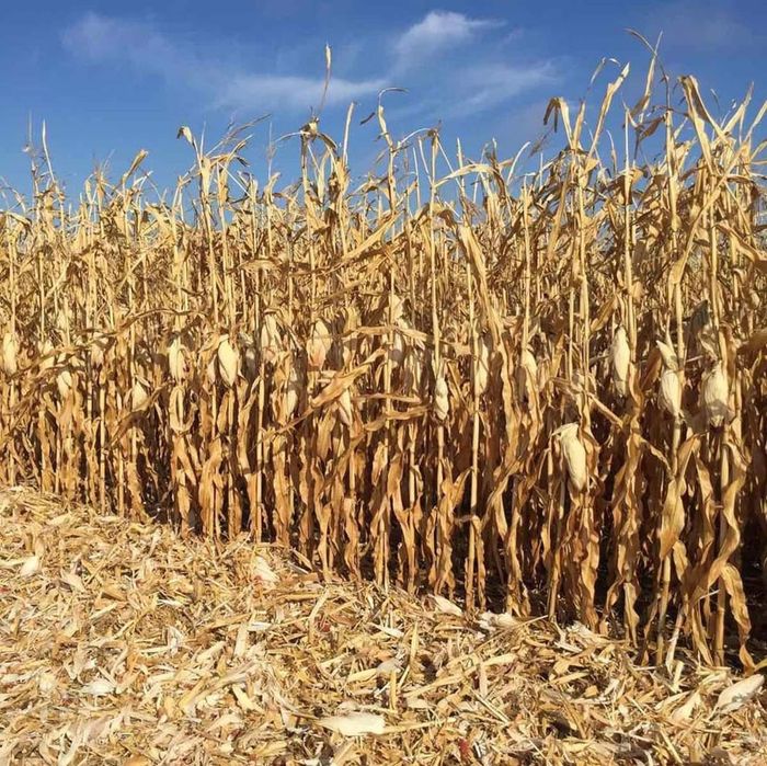 KOZACKA Kukurydza 80 tyś Ziarno