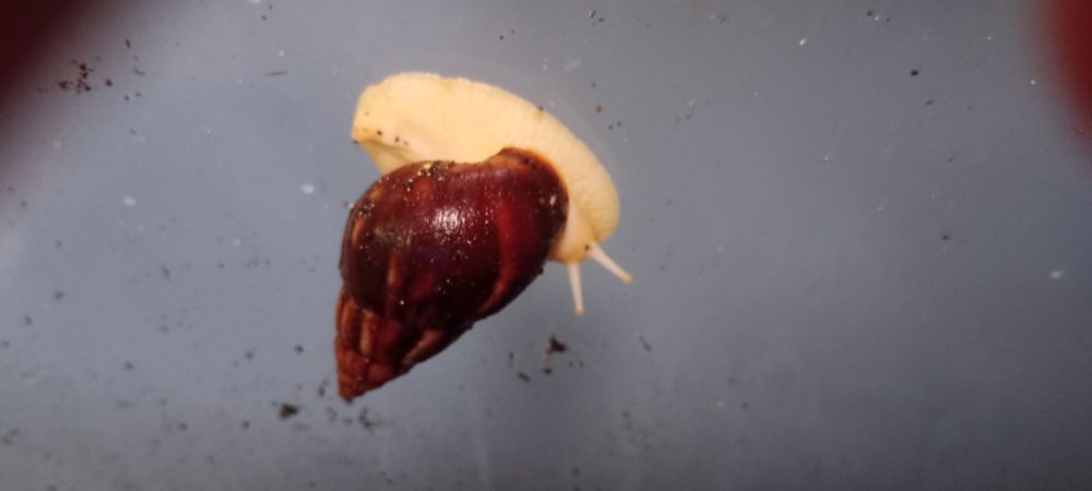 Ślimaki afrykańskie młode