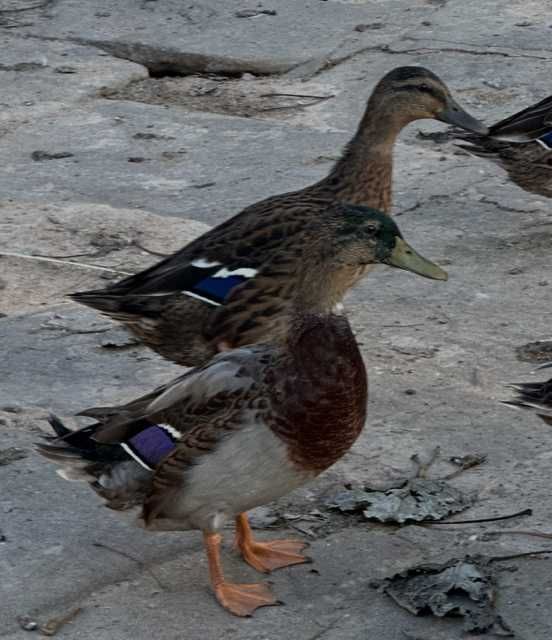 Patos Reais de 2026
