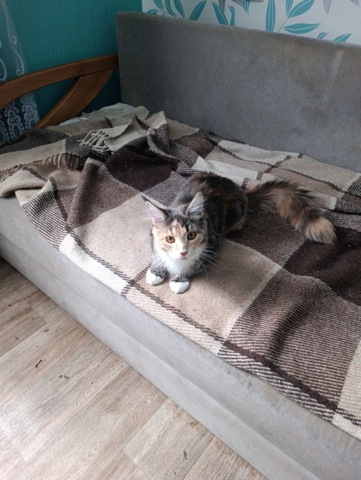 Продается девочка мейкун