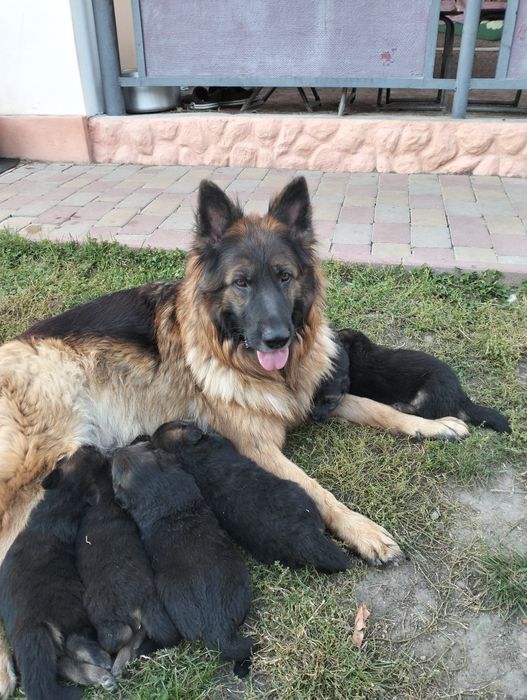 Продам  цуценят німецької вівчарки
