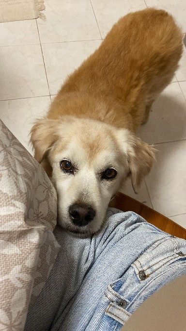 Petsitting 16€ - 24h