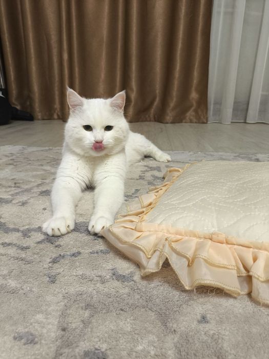 Ищем заботливые руки для красивого белого кота