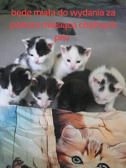 5 koniaków i jedna kostka czarna