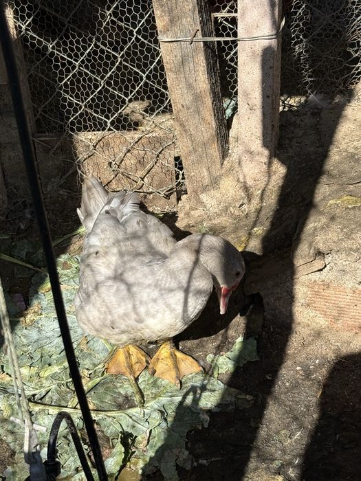 Patos grandes e bebes  para venda