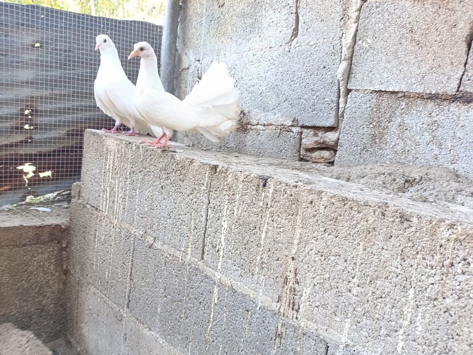 Pombas de leque brancas