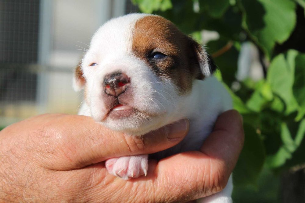Cachorro Jack Russel TOP