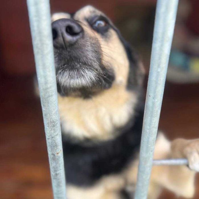 Akord - pies jednego właściciela