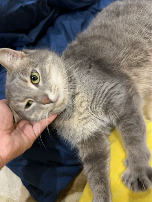 Віддам кицю, стерелізована