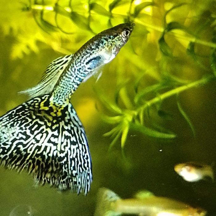 Gupik White Cobra (Silver Cobra)