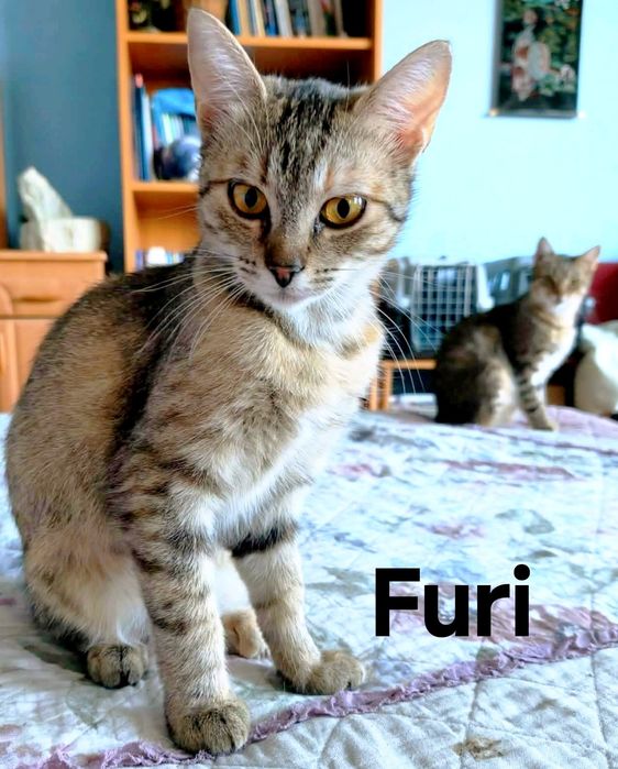 Cudowne Loki i Furi ..czy maja szansę na dom..?