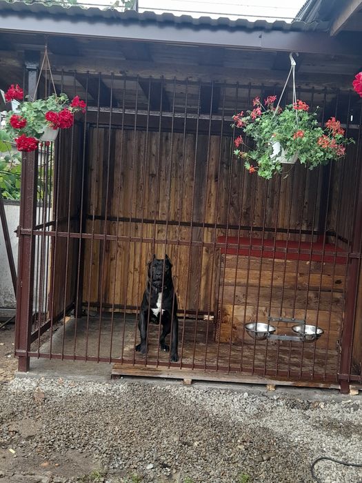 Підбуль 1рік 6 міс. Для в'зки.