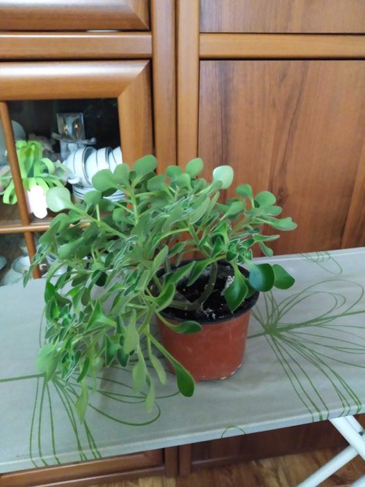 Продам вазон Аіхрізон