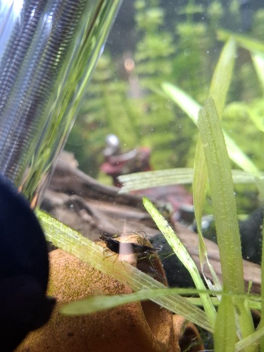 Neocoridina black