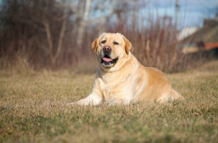 Лабрадор для в'язки